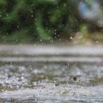 Petrichor: Fascinația unui Miros de Pământ Umed și Impactul Său Asupra Emoțiilor Umane