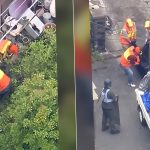 Ursul negru asiatic care a închis 94 de școli în Japonia: O criză ecologică sau o problemă de gestionare a faunei sălbatice?