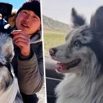 Tragedia lui Chutou: Impactul cultural și legal al furtului unui câine celebru în China