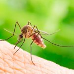Plantele care resping țânțarii: 7 soluții naturale pentru un spațiu exterior plăcut