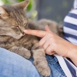 Trăsăturile de personalitate ale celor care iubesc pisicile: O analiză psihologică profundă