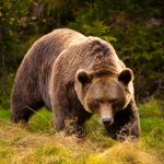 Intriga urșilor: Cum pătrund animalele sălbatice în Râșnov în ciuda gardului electric
