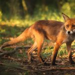 Strategii Eficiente pentru Îndepărtarea Vulpii din Grădină: Soluții Naturale și Sustenabile