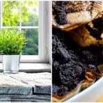 Beneficiile surprinzătoare ale utilizării zațului de cafea ca repelent natural pentru insecte în luna iunie