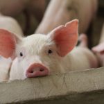Subvenția de 20 de euro pentru porcii din gospodării: O măsură esențială pentru agricultori în contextul pestei porcine africane