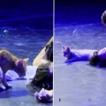 O Pisică În Scena Mare: Cum Un Moment Neașteptat A Încântat Publicul Într-un Spectacol Clasic