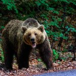 Creșterea Alarmantă a Prezenței Urșilor în Zonele Urbane: O Analiză a Situației din Brașov